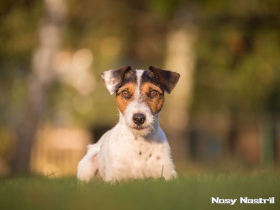 30.10.2017: Angelina Jolie ist Lara Croft 30.10.2017: Angelina Jolie ist Lara Croft.