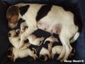 30.06.2016: Lara Croft mit ihren Parson Russell Terrier Welpen 30.06.2016: Lara Croft mit ihren Parson Russell Terrier Welpen