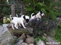11.08.2016: Parson Russell Terrier - Disaster Search Dogs
