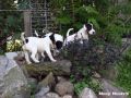 11.08.2016: Parson Russell Terrier - Disaster Search Dogs 11.08.2016: Parson Russell Terrier - Disaster Search Dogs
