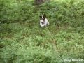 17.07.2017: Rettungshundetraining – Flächensuche (3) 17.07.2017: Rettungshundetraining – Flächensuche (3)
