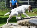 18.07.2017: Rettungshundetraining – Trümmersuche (2)