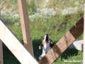 24.07.2017: Rettungshundetraining – Anzeige am Hochversteck