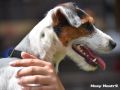 25.07.2017: Parson Russell Terrier, tricolor, knapp broken 25.07.2017: Traumhund mit Wahnsinns-Potential