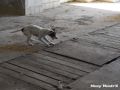 29.07.2017: Rettungshundetraining – Suchen, finden, anzeigen (2)