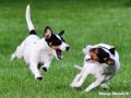 25.08.2017: Parson Russell Terrier – Sozialisation, Spiel und Spaß (2) 25.08.2017: Sozialisation, Spiel und Spaß (2)