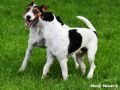 25.08.2017: Parson Russell Terrier – Sozialisation, Spiel und Spaß (4) 25.08.2017: Sozialisation, Spiel und Spaß (4)