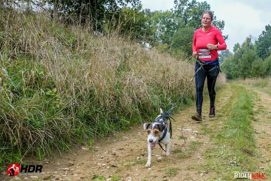 Parson Russell Terrier Nosy Nostril Angelina Jolie beim HDR 2018 - Canicross durch Feld und Flur | (c) BailyWilk Foto Parson Russell Terrier Nosy Nostril Angelina Jolie beim HDR 2018 - Canicross durch Feld und Flur | (c) BailyWilk Foto