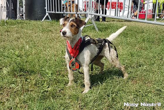 Parson Russell Terrier Nosy Nostril Angelina Jolie - Hard Dog Race Finisher 2018 Parson Russell Terrier Nosy Nostril Angelina Jolie - Hard Dog Race Finisher 2018