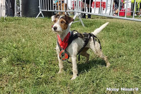 Parson Russell Terrier Nosy Nostril Angelina Jolie - Hard Dog Race Finisher 2018
