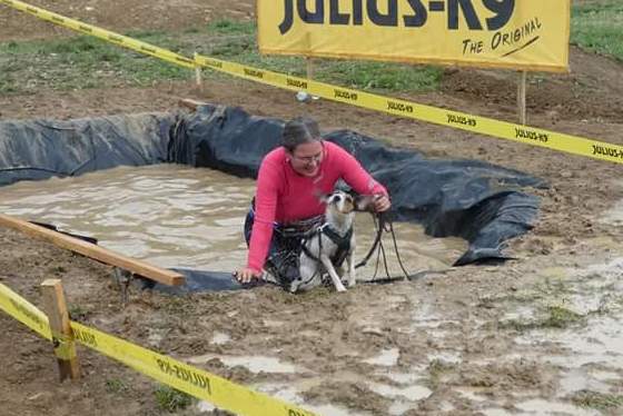 Parson Russell Terrier Nosy Nostril Angelina Jolie im Wassergraben beim HDR 2018 | (c) Krisztina Varróné Widuchowski
