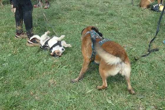 Parson Russell Terrier Nosy Nostril Angelina Jolie - Spielen und Relaxen beim HDR 2018 | (c) Krisztina Varróné Widuchowski Parson Russell Terrier Nosy Nostril Angelina Jolie - Spielen und Relaxen beim HDR 2018 | (c) Krisztina Varróné Widuchowski