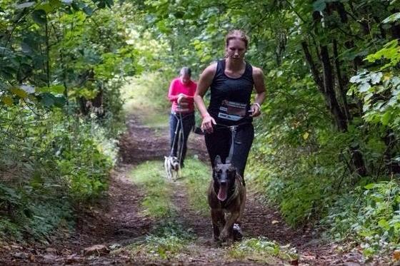 Parson Russell Terrier Nosy Nostril Angelina Jolie beim HDR 2018 - Canicross durch den Wald | (c) Adriana Schüllerová Photography Parson Russell Terrier Nosy Nostril Angelina Jolie beim HDR 2018 - Canicross durch den Wald | (c) Adriana Schüllerová Photography