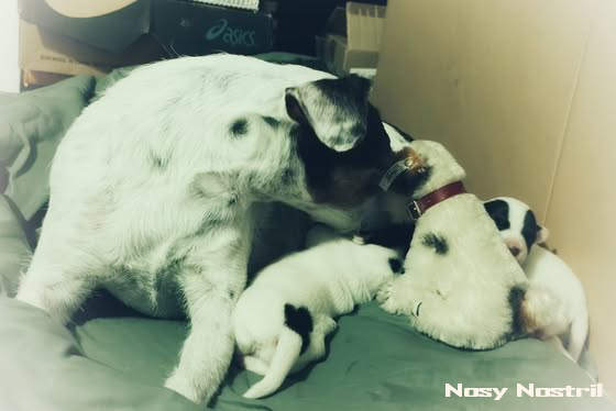 Nosy Nostril Beauties & Beasties: Stammbaum der Welpen aus dem B-Wurf