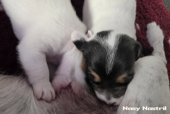 Parson Russell Terrier Pedigree Nosy Nostril B-Wurf