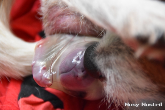 Nosy Nostril A-Wurf: Welpen-Geburt
