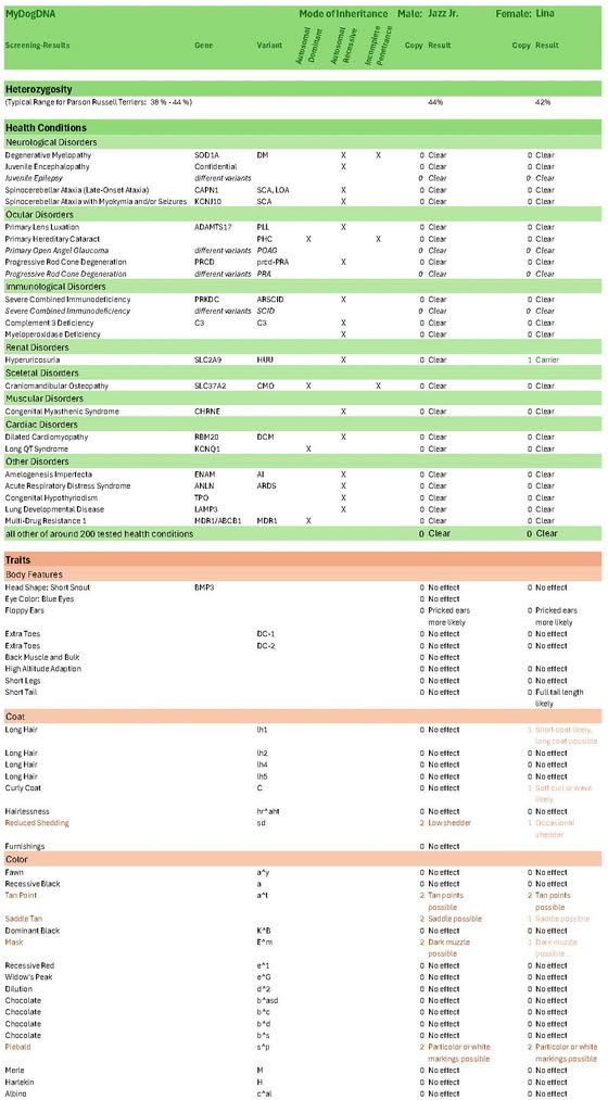 Genetische Veranlagung des Nosy Nostril B-Wurfs: MyDogDNA-Screening