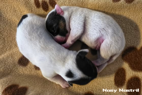 Nachzucht des B-Wurfs - eine Hündin: Nosy Nostril Bonita Springs und ein Rüde: Nosy Nostril Benno Ohnesorg