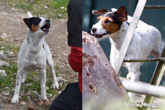 Nosy Nostril Aaron Hunt und Nosy Nostril Angelina Jolie bestehen Rettungshunde-Eignungsprüfung