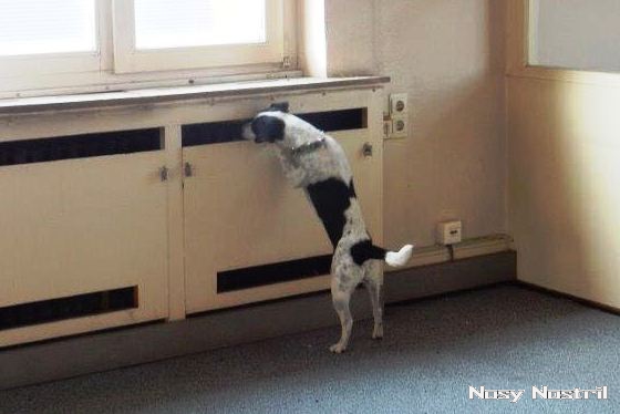 Nosy Nostril Aaron Hunt bei der Rettungshunde-Ausbildung