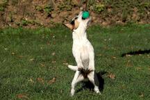 Anastasia vom Burgholz - (c) Birgit Kiener