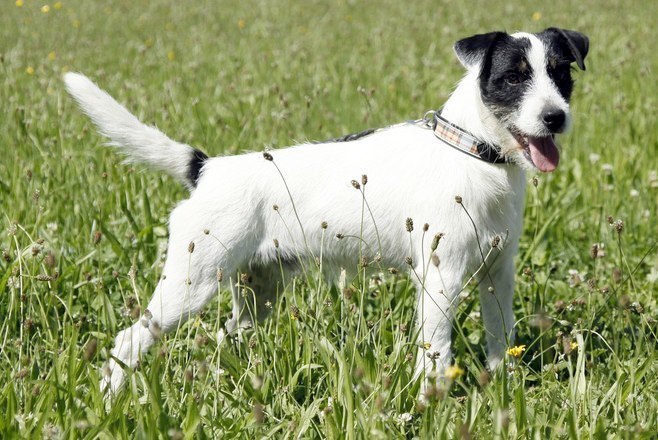 Charlie Chaplin vom Mehrental - (c) Birgit Kiener