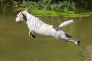 Beauties & Beasties' Pedigree - Grand-Grandmother: Coco Chanel vom Mehrental im Alter von 16 Jahren
