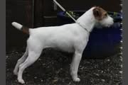 Beauties & Beasties' Pedigree - Grand-Grand-Grandmother: Foxwarren Lynton Lady