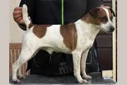 Beauties & Beasties' Pedigree - Grand-Grand-Grandfather: Foxwarren Samuel