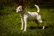 Beauties & Beasties' Pedigree - Grand-Grandfather: Foxwarren Sullivan