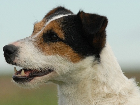 Glenholm Ludovic - (c) Christine Fröhlich