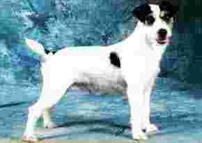 Rednock Idol - (c) Photo Roberto Idemo's Pedigree - Sire: Rednock Idol