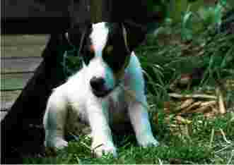 Rednock Idol - (c) Eva Struck Idemos Ahnentafel - Vater: Rednock Idol