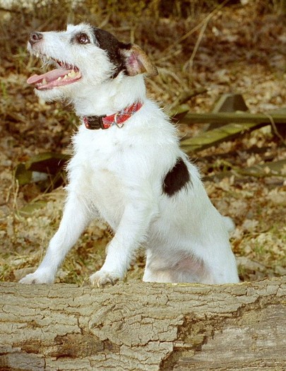 Rednock Idol - (c) Eva Struck