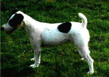 Rednock Queenie - (c) Eva Struck Idemo's Pedigree - Dam: Rednock Queenie