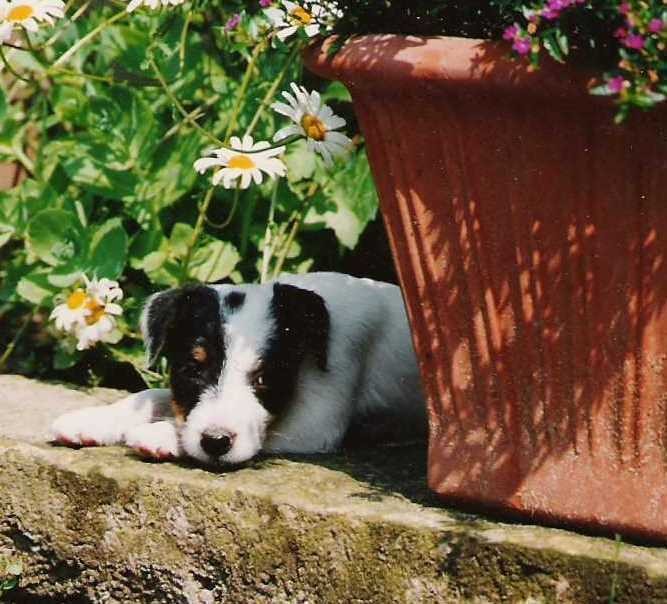 Rednock Queenie - (c) Eva Struck Idemos Ahnentafel - Mutter: Rednock Queenie