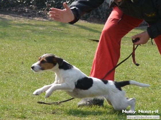 Bild 20 - Rettungshundetraining, Die Anzeige (1)