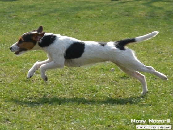 Bild 22 - Rettungshundetraining, Die Anzeige (3)