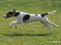 Bild 22 - Rettungshundetraining, Die Anzeige (3)